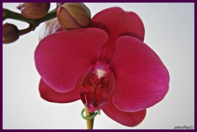 Orchideen 2011 - 2015 Teil 1 - Seite 40 Img_5414