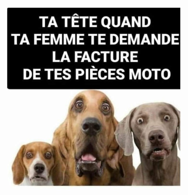 humour & fantaisie - Page 16 44881111