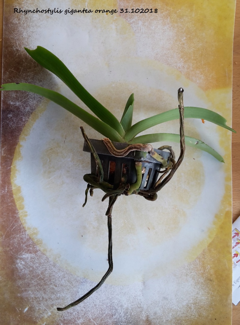Orchideen-Neuzugang 2 - Seite 11 20181032