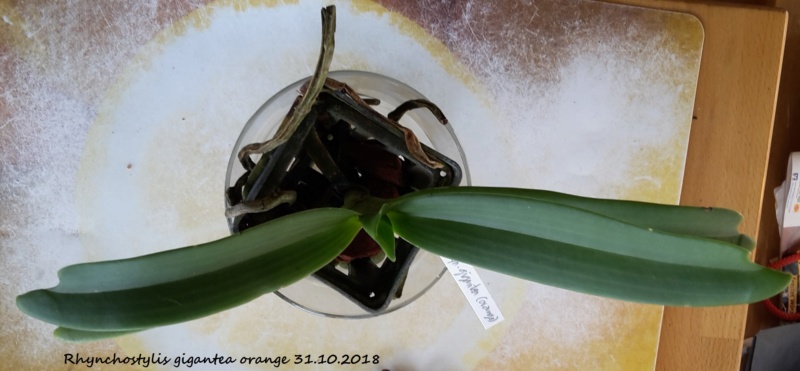 Orchideen-Neuzugang 2 - Seite 11 20181034