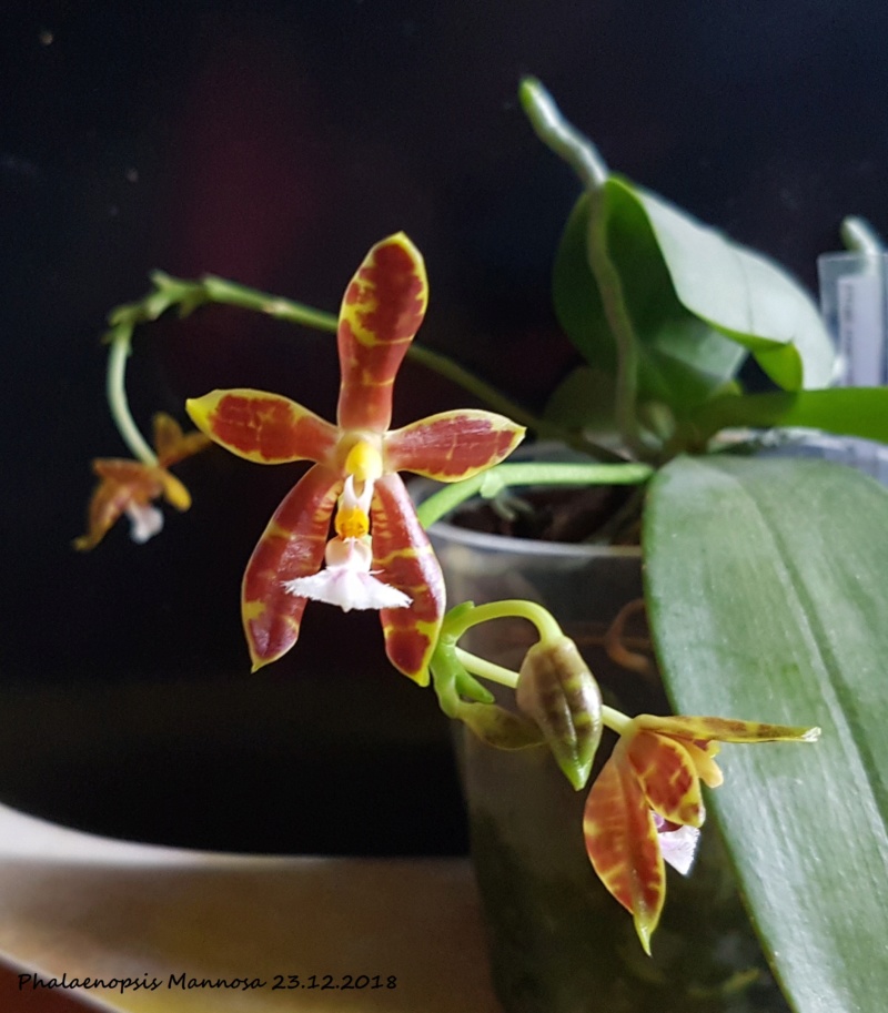 Phalaenopsis mannii x venosa (Mannosa) 20181222