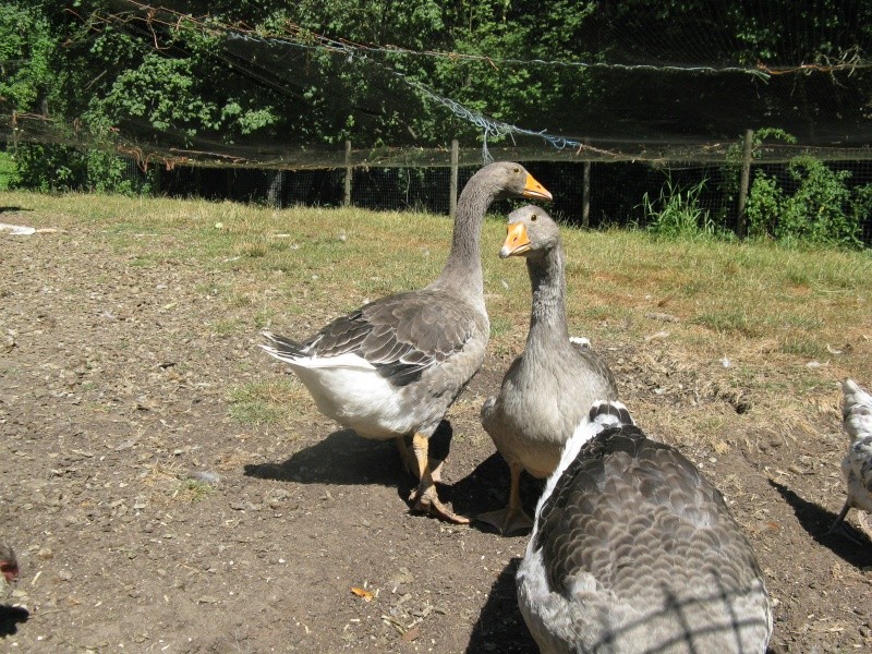 My lovely Toulouse geese! Thank you, Cathy! Chicke12