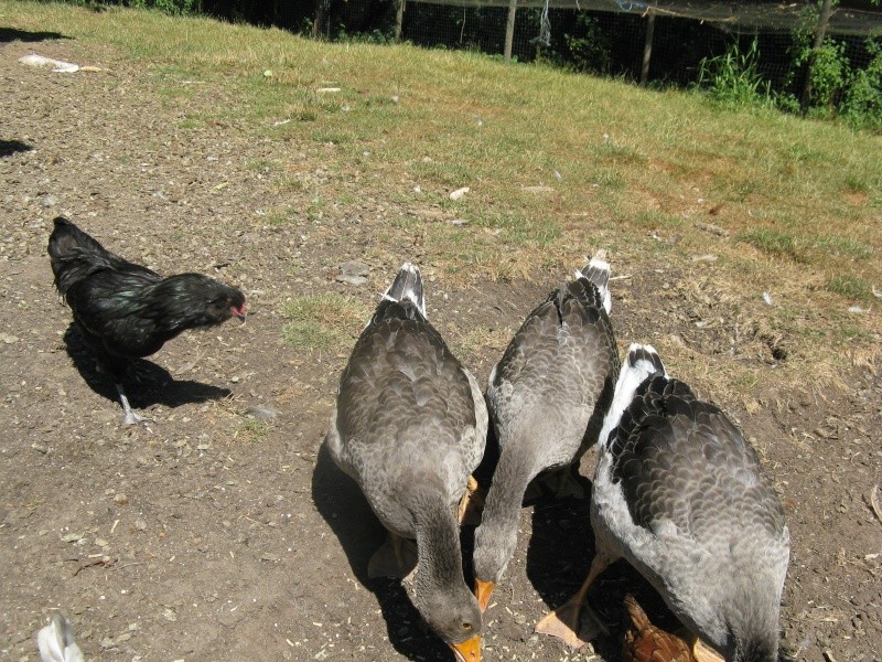 My lovely Toulouse geese! Thank you, Cathy! Chicke13