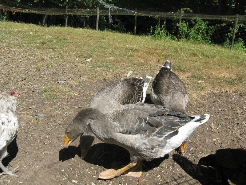 My lovely Toulouse geese! Thank you, Cathy! Chicke14