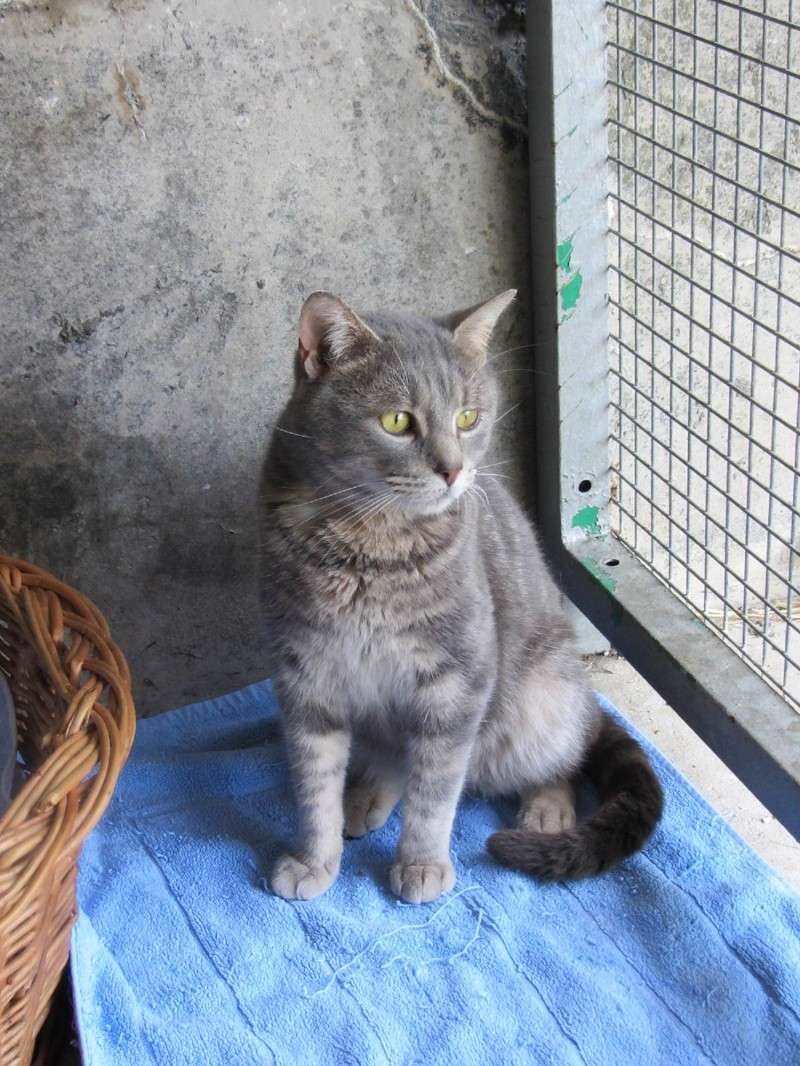 Houps , gris cendré , chat doux et paisible , née en 2012 . Refuge du mordant Img_0616