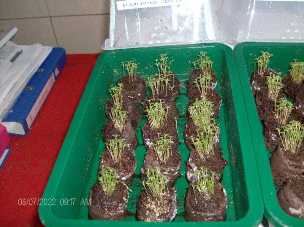 Notre méthode de germination des graines d'eucalyptus Hpim2219