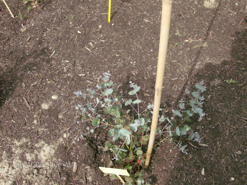 Notre méthode de germination des graines d'eucalyptus Hpim2220