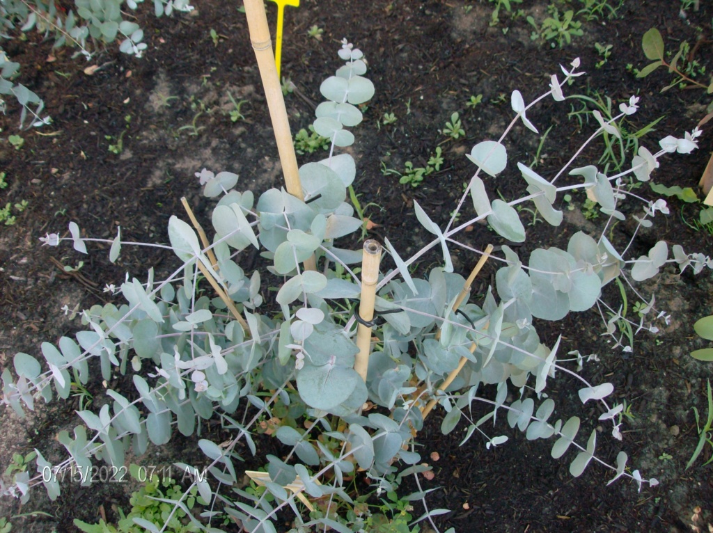 Notre méthode de germination des graines d'eucalyptus Hpim2221