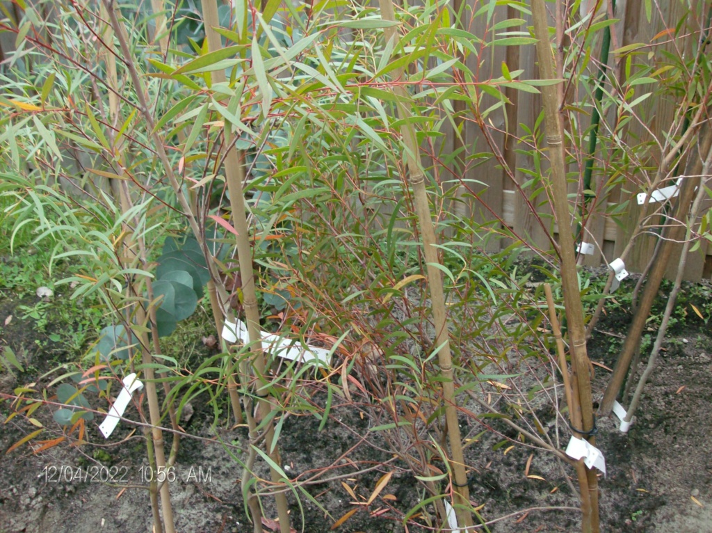 De plus en plus d'eucalyptus en Pays-Bas Hpim2611