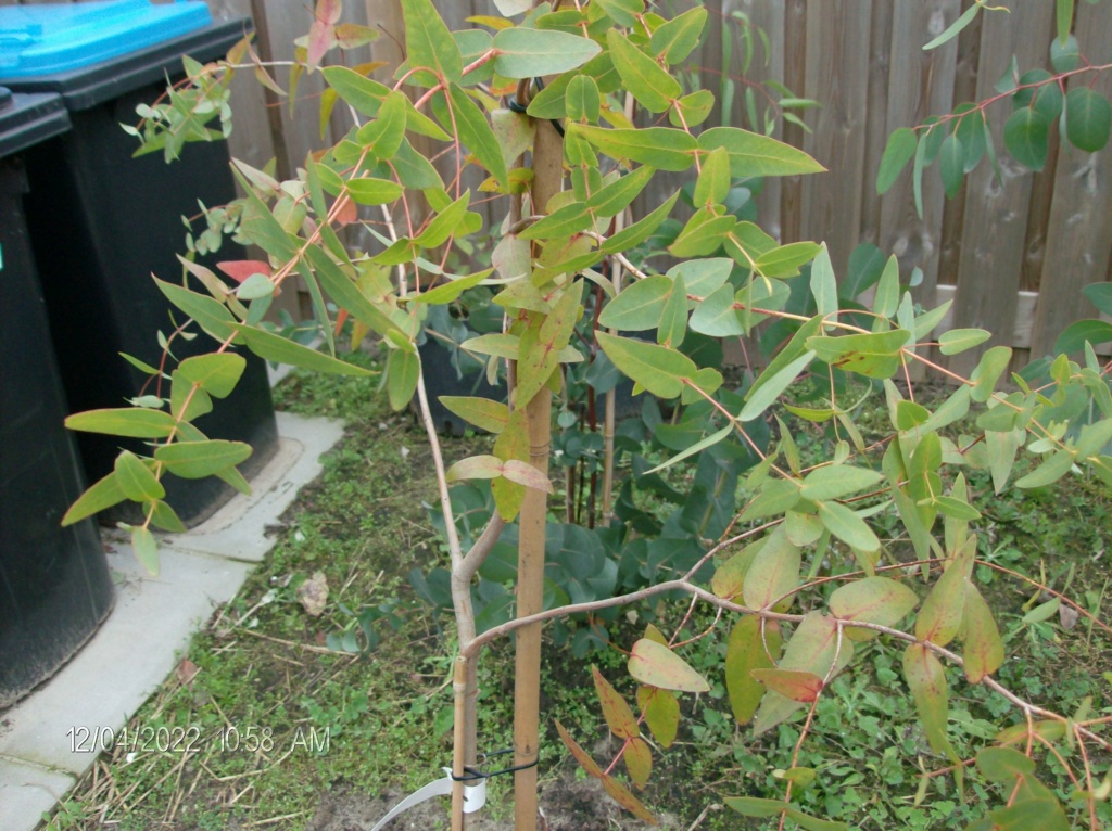 De plus en plus d'eucalyptus en Pays-Bas Hpim2619