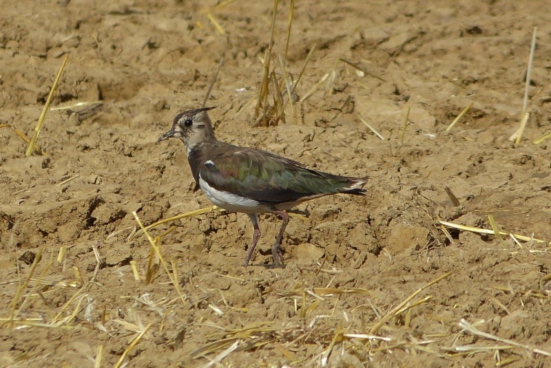 superbe ma linotte mélodieuse et le vanneau huppé 21510