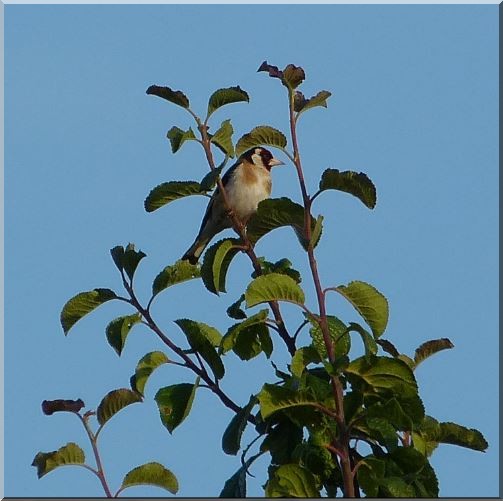 la faune du matin dans mon jardin Chardo11