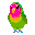 mon petit élevage d'inséparable Oiseau11