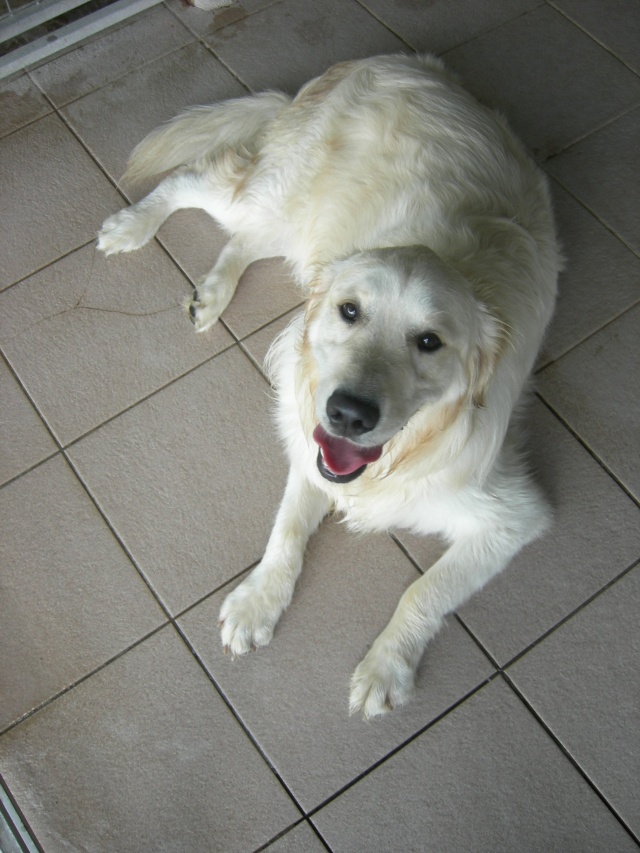 HUGO (Golden Retriever) 08910