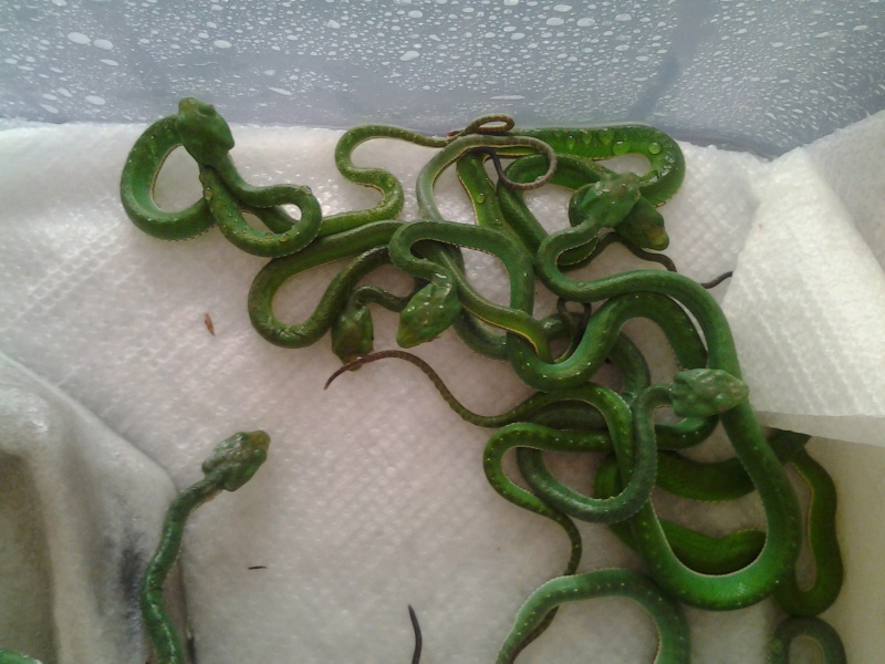 Trimeresurus (Viridovípera) vogeli. 2013-010