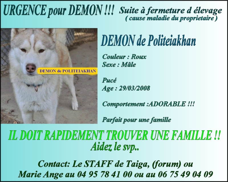 10 CHIENS A ADOPTER DURGENCE : TOUS ADOPTES - Page 4 Affich10