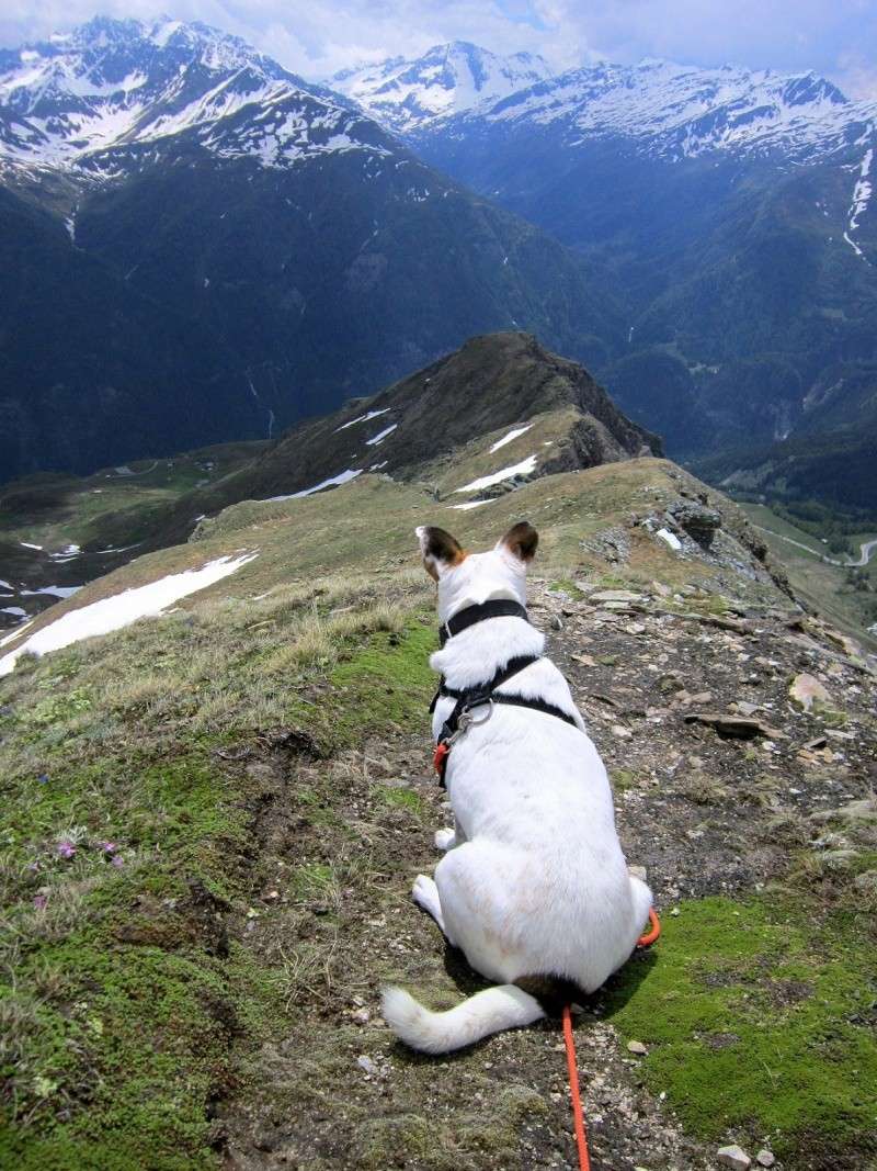 Tour: Carla bei viel Schnee am Schareck (2608m) Schare16