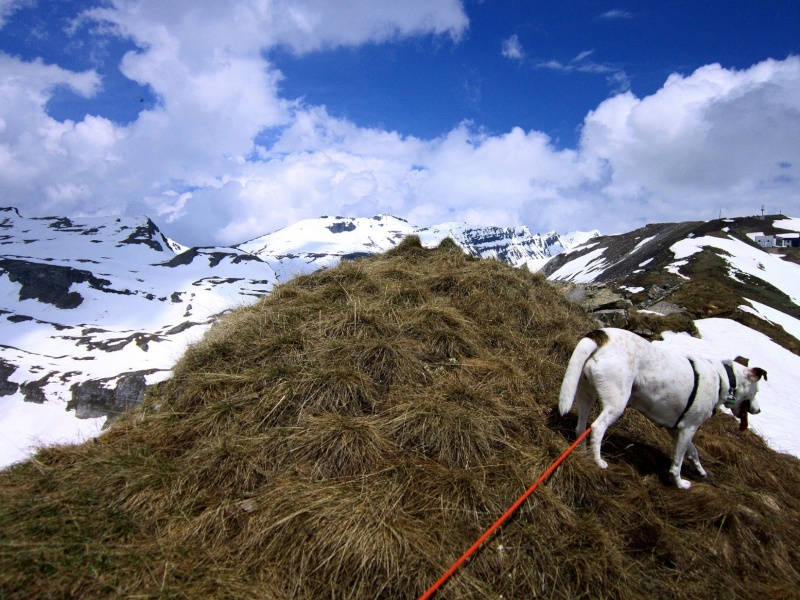 Tour: Carla bei viel Schnee am Schareck (2608m) Schare19