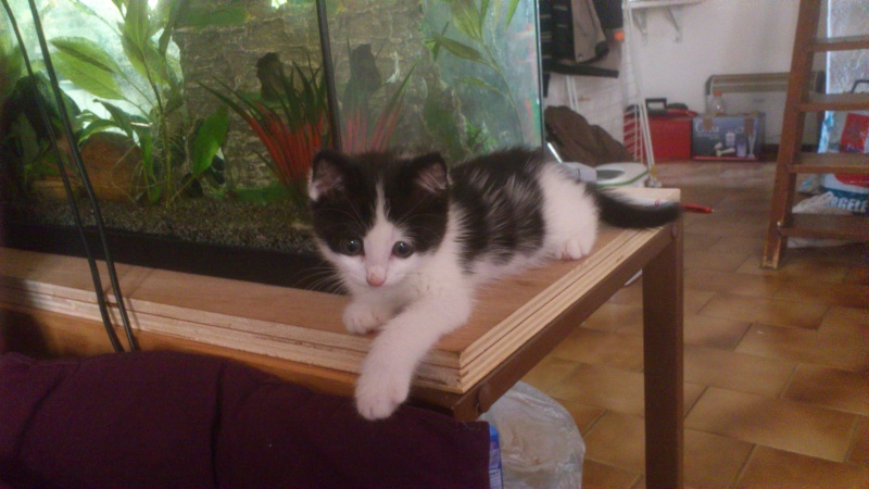 À adopter, Ildy, chaton (F) noire et blanche, 10 mois, en FA dans le 04, [AEVANA] Dsc_1013