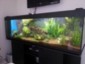 Mes 5 aquariums 20130721