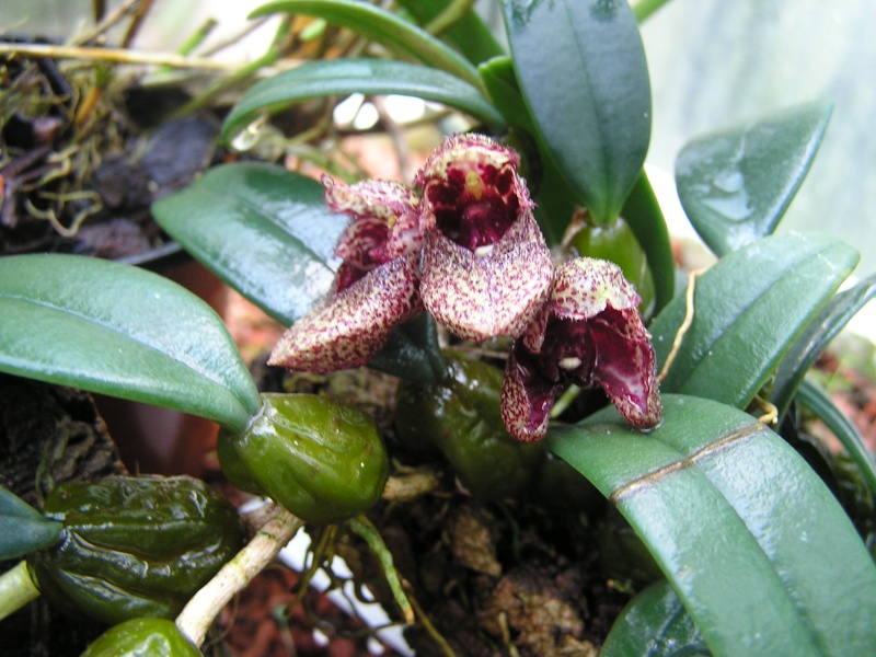 Bulbophyllum frostii Bulbop10