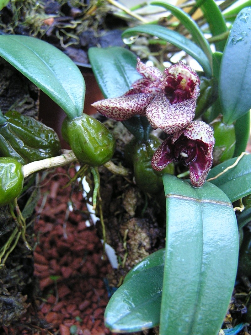 Bulbophyllum frostii Bulbop11