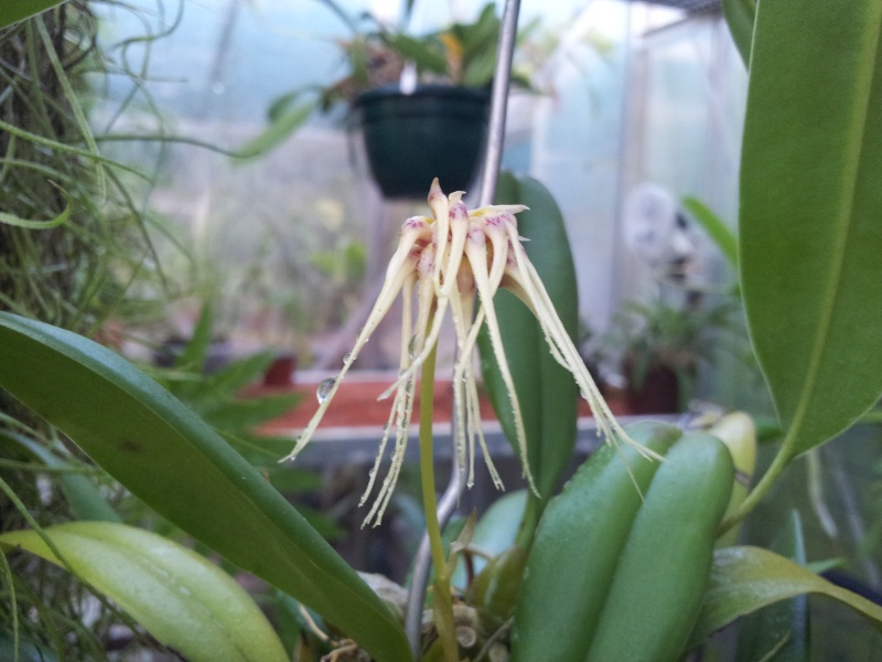 Bulbophyllum (Cirrhopetalum) medusae x vaginatum Cirrho11