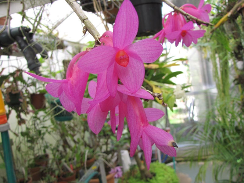 Dendrobium Pink Glow (sulawesiense X lawesii) Dendro17