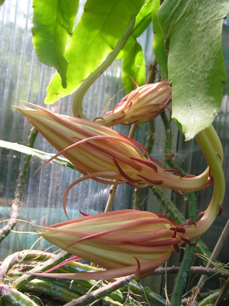 Epiphyllum oxypetalum Epiphy10
