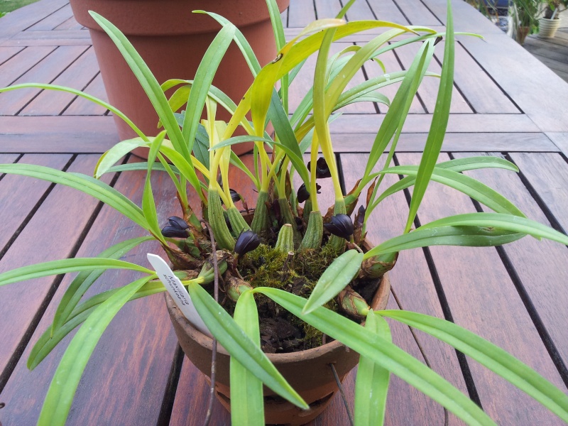 Maxillaria schunkeana Maxill10