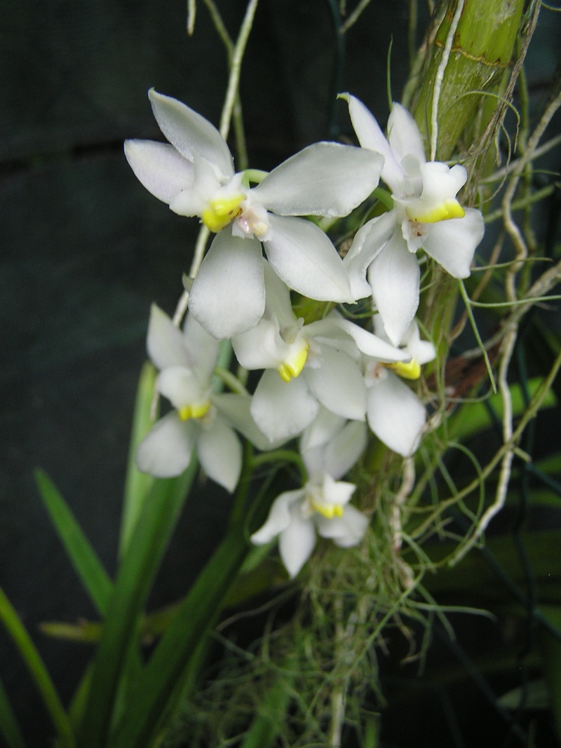 Cuitlauzina pulchella (Odotonglossum pulchellum) Odonto11