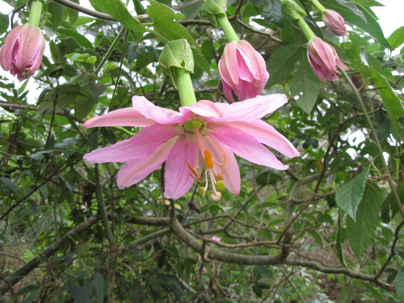 Passiflora tacsonia Passif10