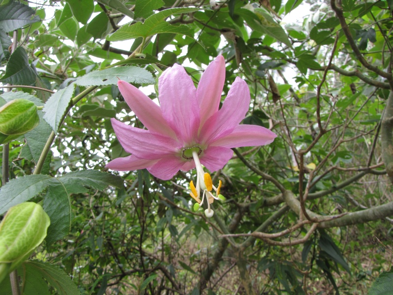 Passiflora tacsonia Passif11