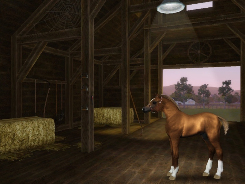 Golden Meadows Stables~Pictures of Our Animals Screen16