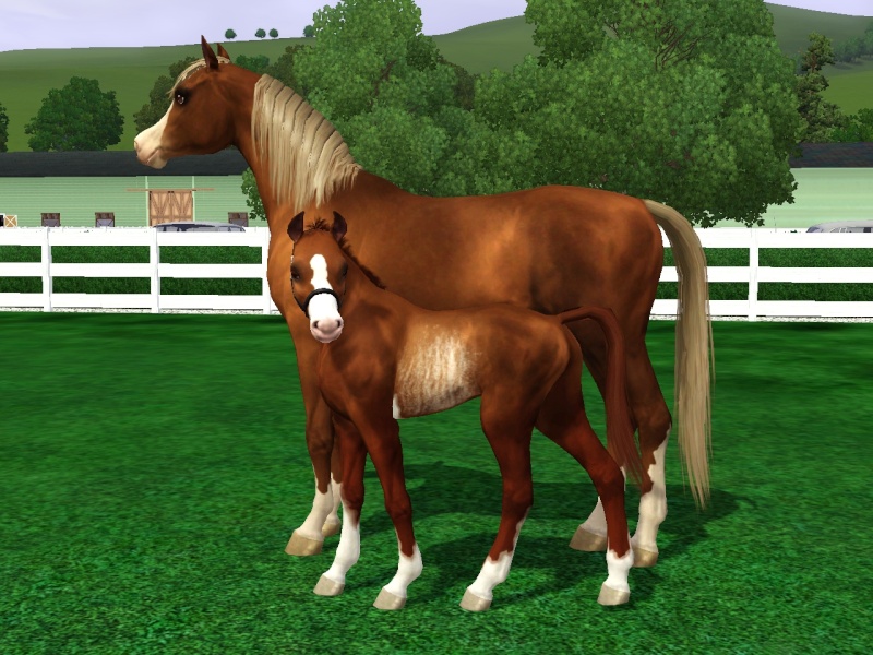 Golden Meadows Stables~Pictures of Our Animals Screen17
