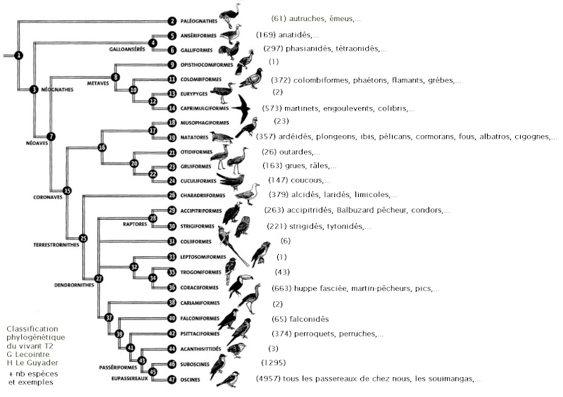 Classification phylogénétique des oiseaux Classi10