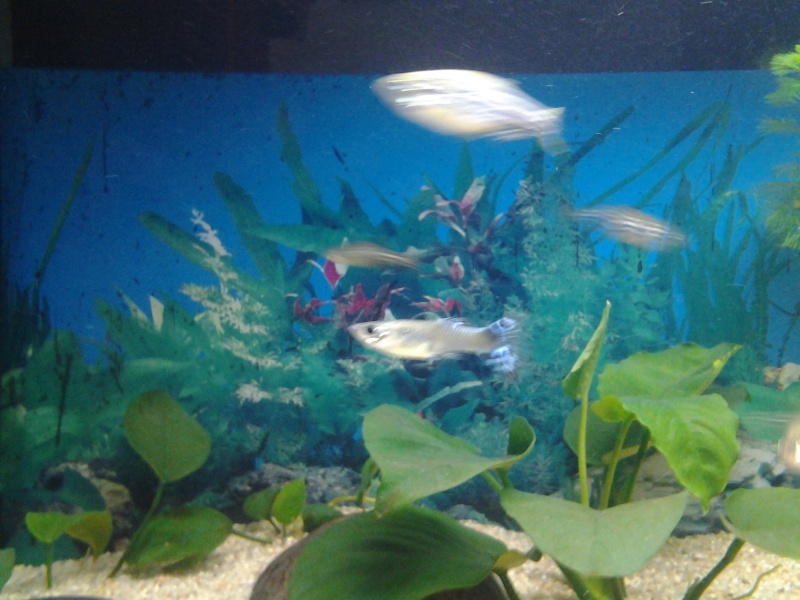 Mes aquariums 2013-013