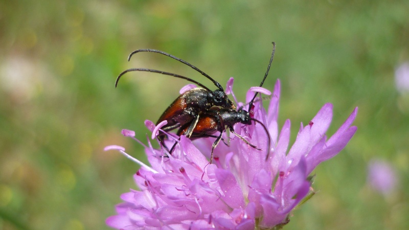 Coléoptères - Anastrangalia sanguinolenta Colaop10