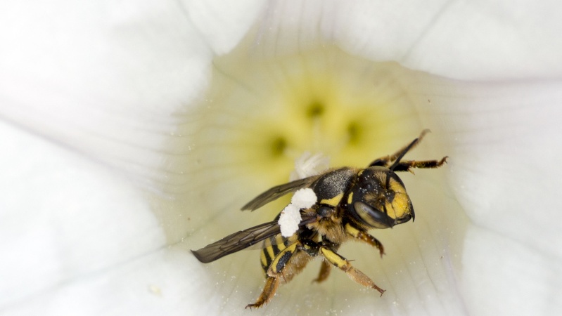 Hyménoptère - Anthidium manicatum Hymano14