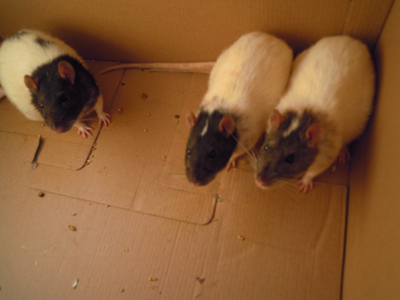 URGENT ! Donne 3 jeunes rats Dscn5811
