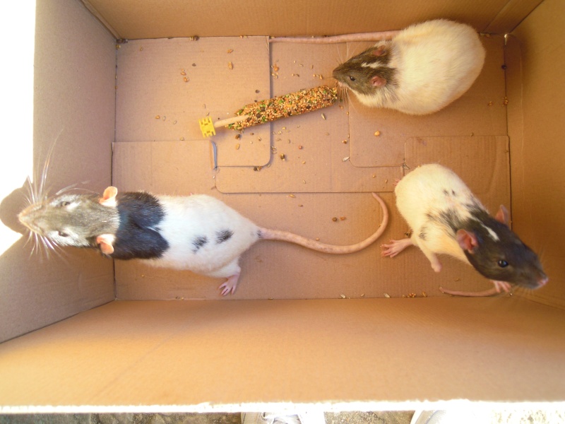 URGENT ! Donne 3 jeunes rats Dscn5911