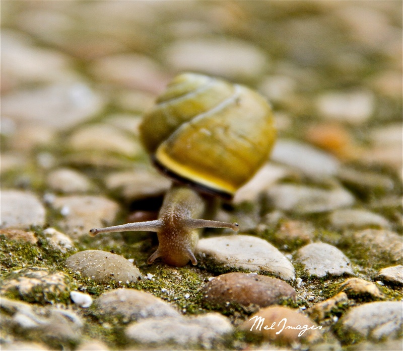 Escargot en gros plan Img_2510