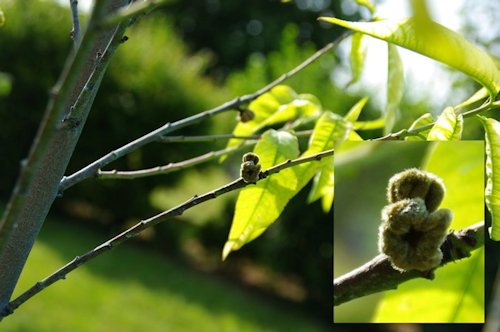 Mes pêches Jardin23