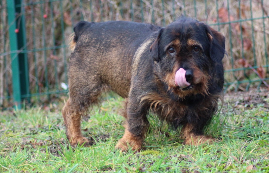 Sos - BALOU - x basset 10 ans  - Refuge/fourrière de Vernon (27) Balou312