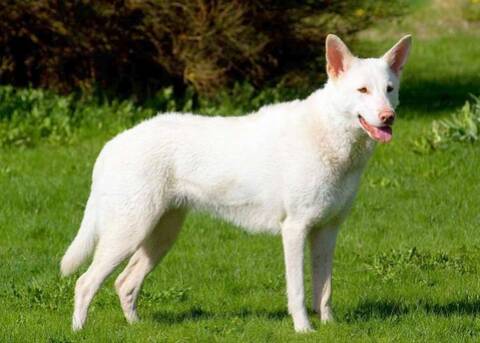 Le Chien Loup De Lenaer Vs Chien Loup De Saarloos