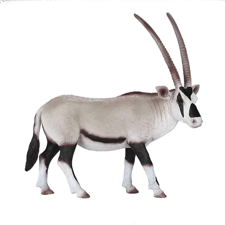 mojo - Mojo 2019 Arabian Oryx 316