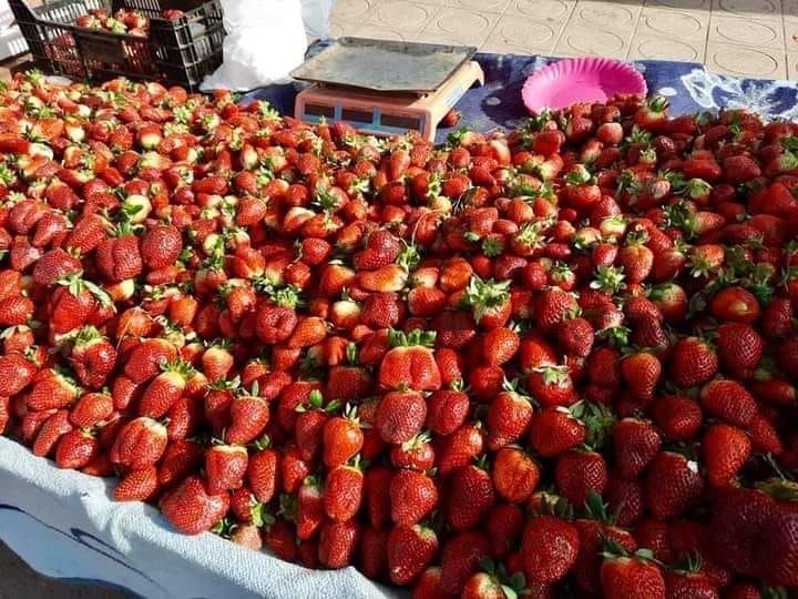 Tomate du Maroc 17031310