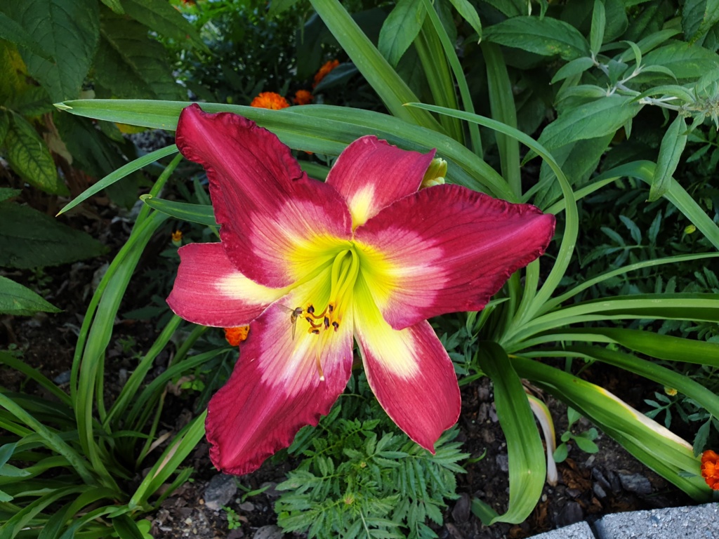 Hemerocallis - Taglilien - Schönheiten im Juni und Juli - Seite 9 20190627