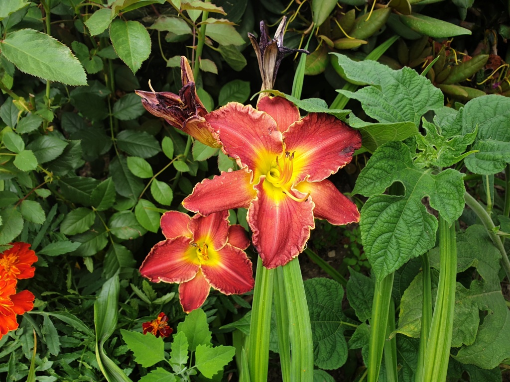 Hemerocallis - Taglilien - Schönheiten im Juni und Juli - Seite 9 20190717