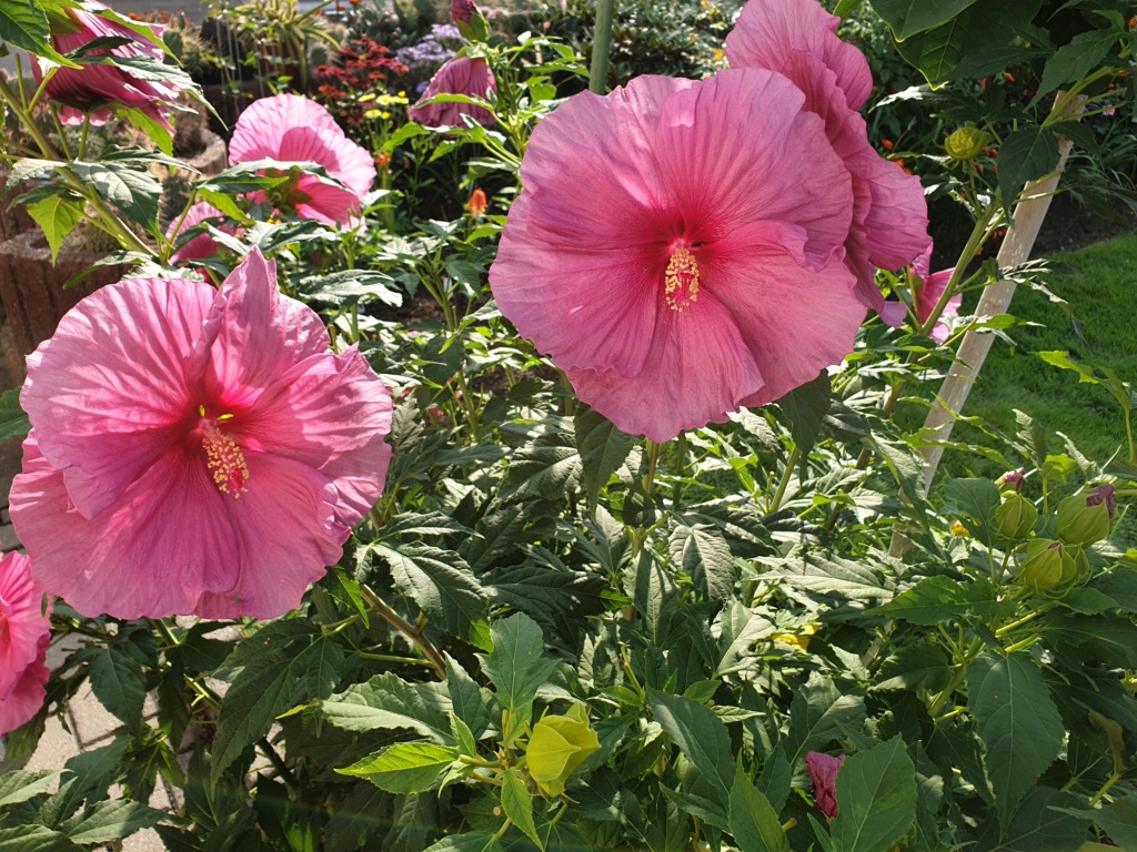 Mein Garten (Mexikaner) 20190847